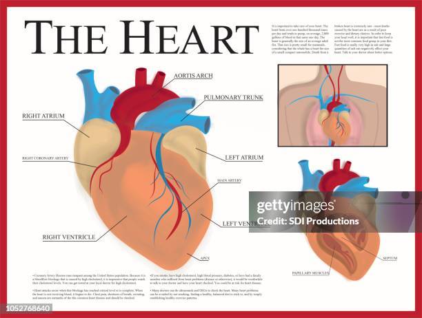 illustrazioni stock, clip art, cartoni animati e icone di tendenza di poster del cuore - anatomia