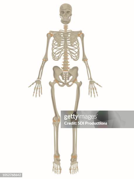 skeletal poster - labelling stock illustrations