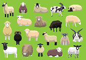 Various Sheep Breeds Poses Cartoon Vector Characters