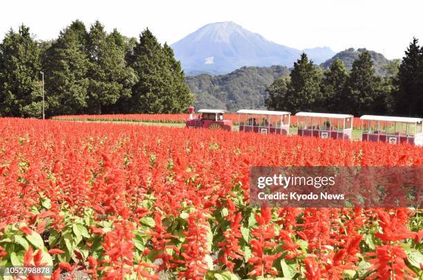 Salvia flowers bloom in red at the Tottori Hanakairo flower park in Nambu, Tottori Prefecture, western Japan, on Oct. 22, 2018. ==Kyodo