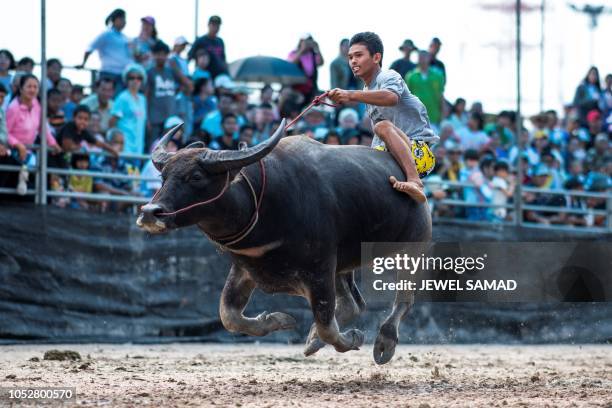 Jockey rides a buffalo during the annual buffalo races in Chon Buri on October 23, 2018. - Several hefty buffaloes thunder down a dirt track in...