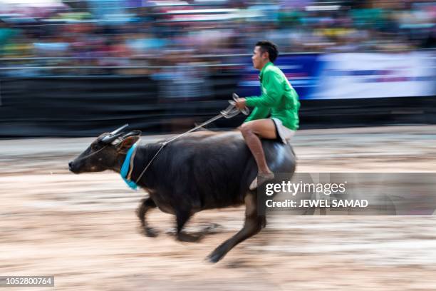 Jockey rides a buffalo during the annual buffalo races in Chon Buri on October 23, 2018. - Several hefty buffaloes thunder down a dirt track in...