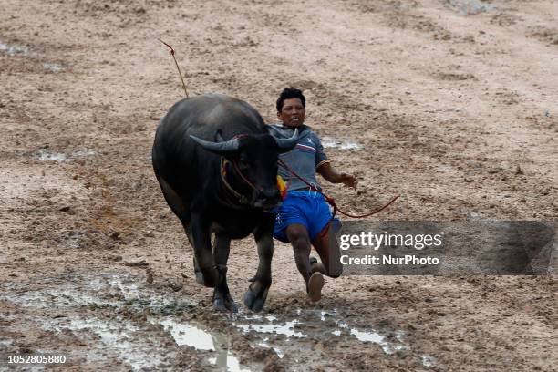 Jockey falls off a water buffalo during Chonburi's annual buffalo race festival in Chonburi province, east of Bangkok on October 23, 2018. The event,...