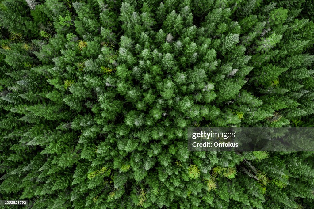 Vista aérea de la naturaleza Bosque Boreal en otoño, Quebec, Canadá