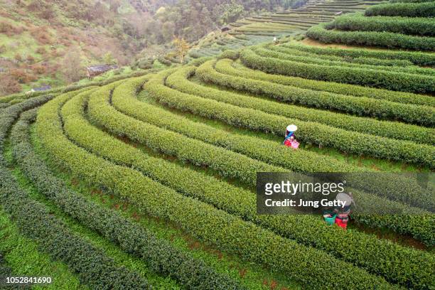 aerail view tea farm  with sea of mist, green tree, blue mountain and sunlight beam in the morning at doi ang khang, chiangmai, thailand. - té terraza fotografías e imágenes de stock
