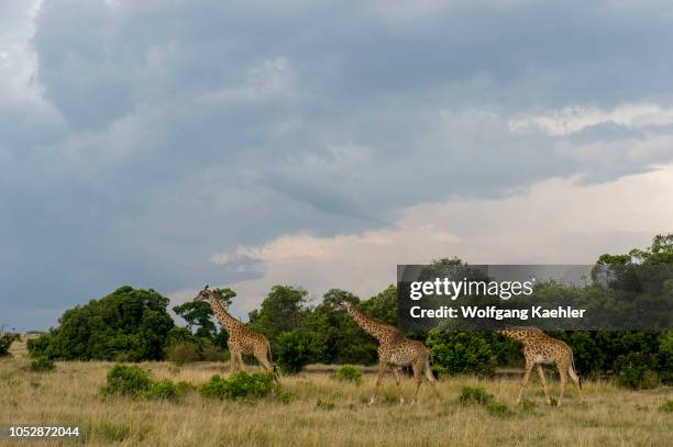 Masai giraffes walking in the Masai Mara National Reserve in Kenya.