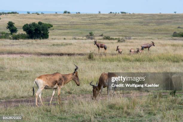 Cokes hartebeest or kongoni, an antelop, in the grassland of the Masai Mara National Reserve in Kenya.