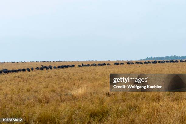 Wildebeests, also called gnus or wildebai, migrating through the grasslands towards the Mara River in the Masai Mara in Kenya.