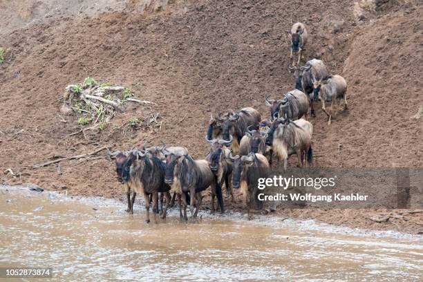 Wildebeests, also called gnus or wildebai, crossing the Mara River in the Masai Mara National Reserve in Kenya during their annual migration.