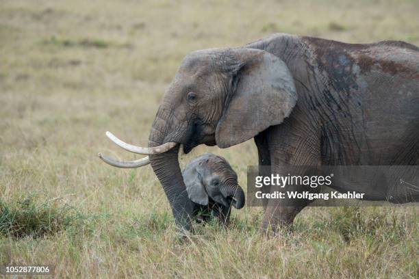African elephant with a baby in the grasslands of the Masai Mara National Reserve in Kenya.