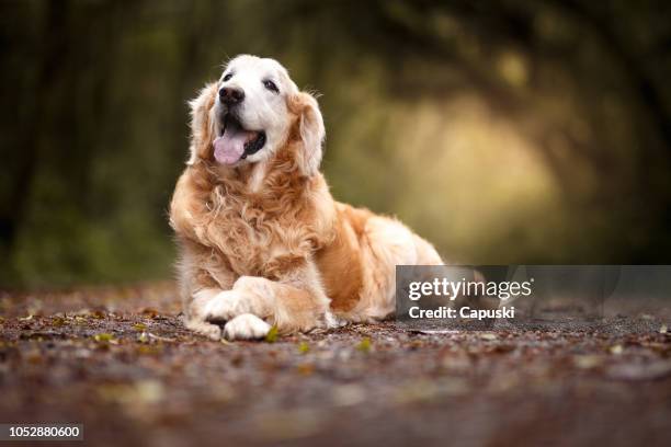 schöner hund liegen im wald - golden retriever stock-fotos und bilder