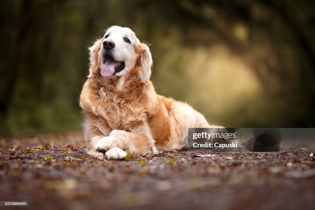 Beautiful dog lying in the forest