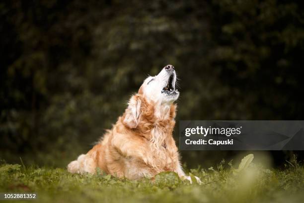 dog barking and howling - barking stock pictures, royalty-free photos & images