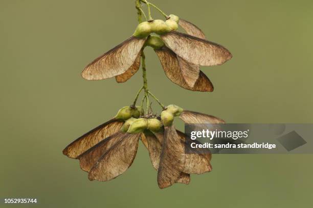 Maple Tree Keys 325 Maple Keys Stock Photos, High-Res Pictures, and Images - Getty Images