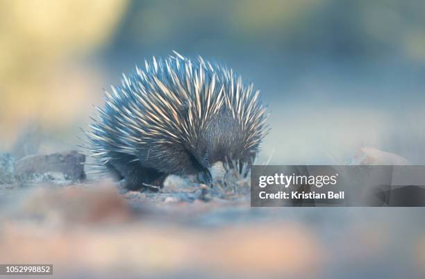 a wild short-beaked echidna (tachyglossus aculeatus) wandering through scrub, foraging for food. - tachyglossidae stock pictures, royalty-free photos & images