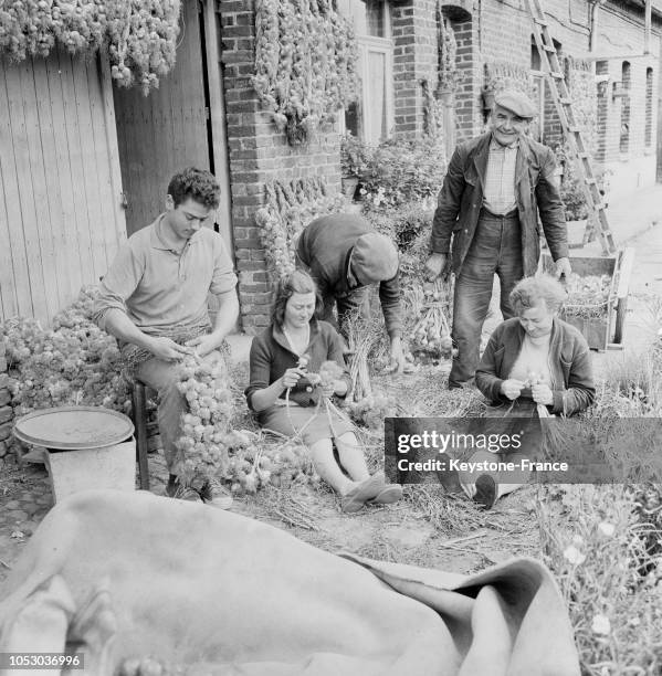 Les planteurs s'activent à tresser des liens d'ail, en France, en août 1967.