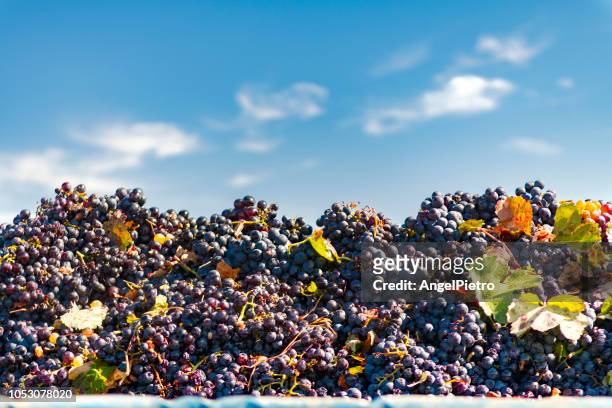 la vendimia - uvas cabernet sauvignon stock pictures, royalty-free photos & images