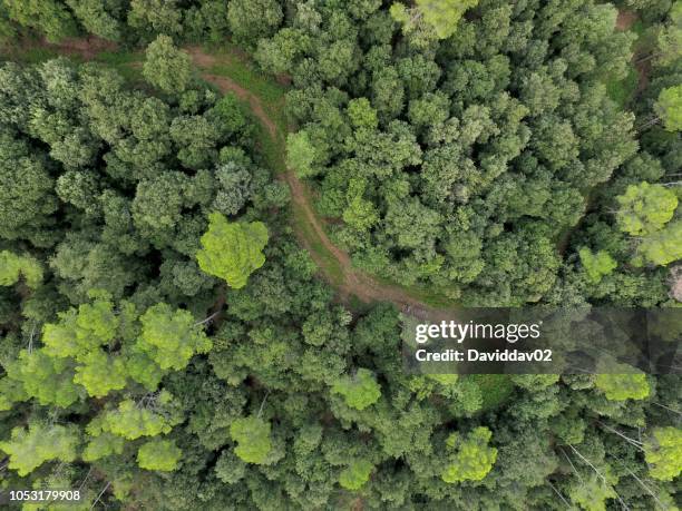 aerial photography with a drone in the mountain - pine woodland stock-fotos und bilder