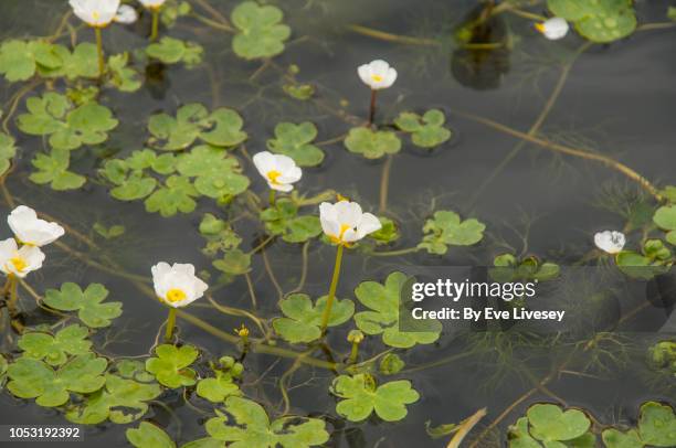 ranunculus aquatilis flowers - bouton d'or photos et images de collection