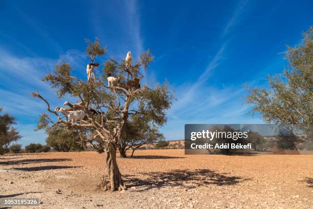 goats in a tree, essaouira, morocco - mountain goat stock pictures, royalty-free photos & images