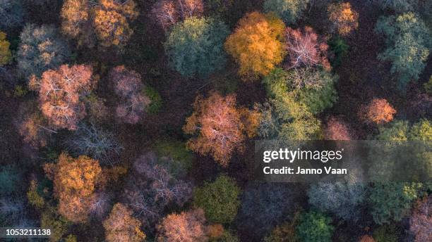 couleurs d’automne dans les bois - changer de forme photos et images de collection