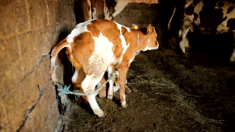 Toiling Animals Animals Peeing Videos and HD Footage - Getty Images