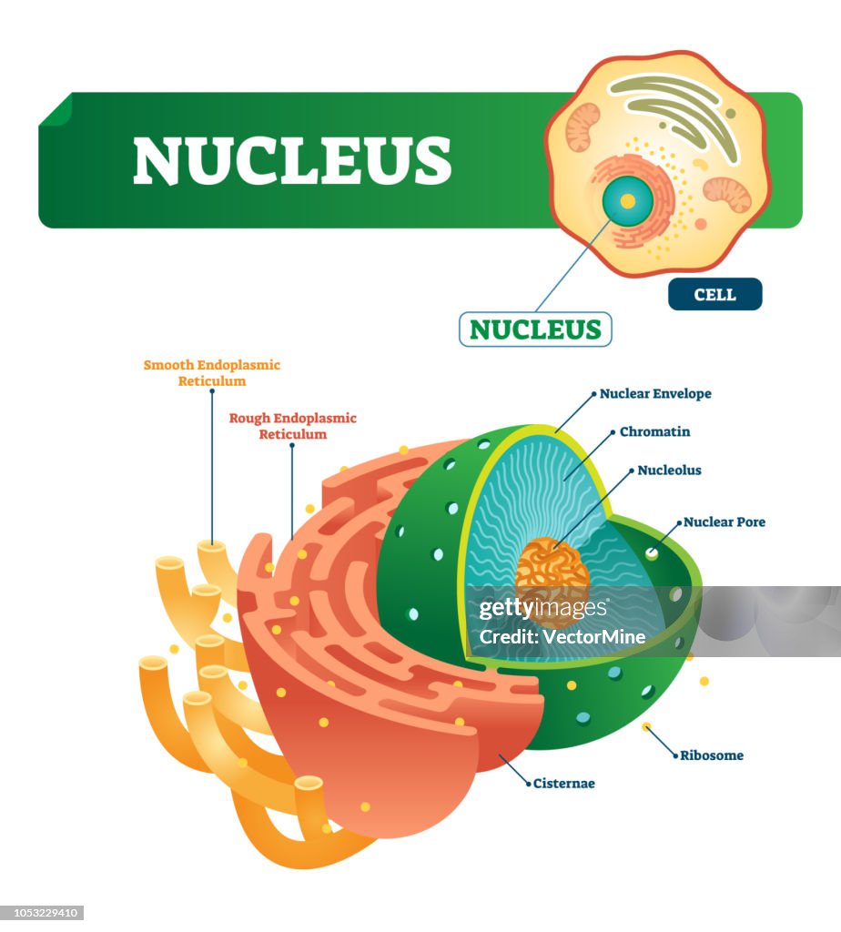 Nucleus Abstract Simple Nucleus Vector Illustration Labeled Diagram With Isolated Cell ...