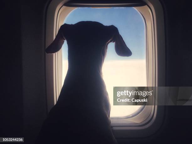 hunden tittar genom ett flygplan-fönster - animals on plane bildbanksfoton och bilder