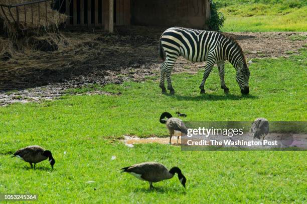 Zebra and canada geese at the Reston Zoo in Reston, VA on July 31, 2015. Owner Eric Mogensen and his daughter, Meghan, were charged with multiple...