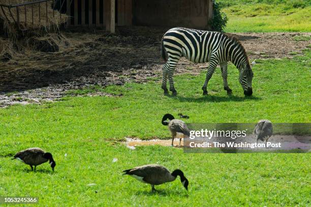 Zebra and canada geese at the Reston Zoo in Reston, VA on July 31, 2015. Owner Eric Mogensen and his daughter, Meghan, were charged with multiple...