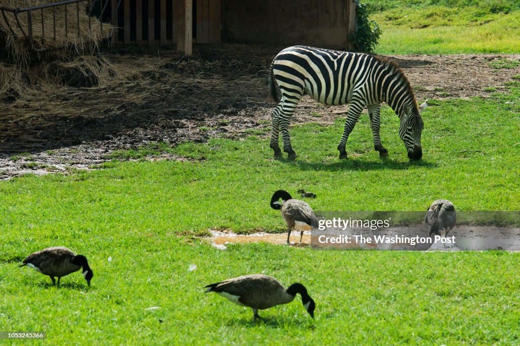 Zebra and canada geese at the Reston Zoo in Reston, VA on July 31,... News  Photo - Getty Images