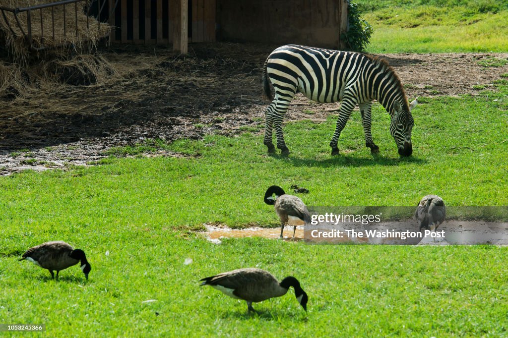 Zebra and canada geese at the Reston Zoo in Reston, VA on July 31,... News Photo - Getty Images Zebra and canada geese at the Reston Zoo in Reston, VA on July 31,... News Photo - Getty Images
