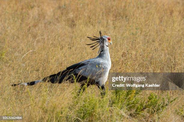 Secretary bird is looking for food in the dry savannah grassland of Samburu National Reserve in Kenya.