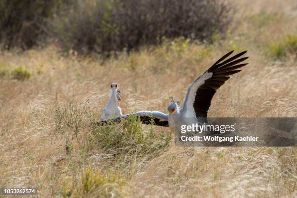 Secretary birds are looking for food in the dry savannah grassland of Samburu National Reserve in Kenya.