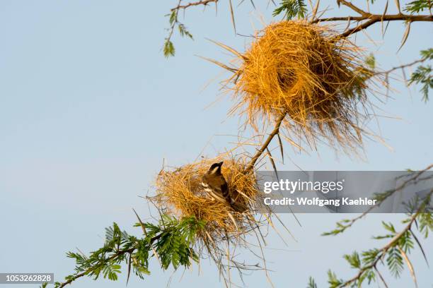 White-browed sparrow-weaver is building a nest in a tree in the Samburu National Reserve in Kenya.