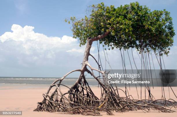 árvore na praia - árvore tropical stock-fotos und bilder