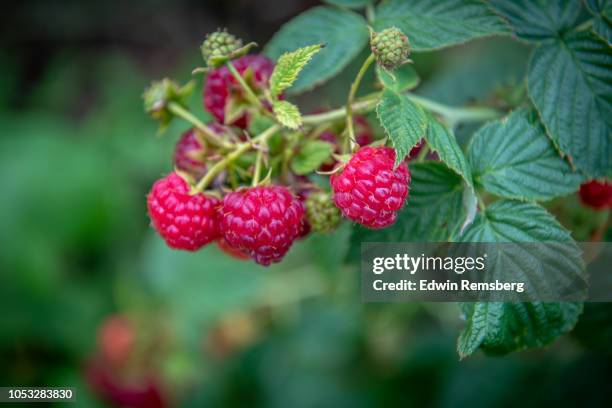 123 Raspberry Vines Stock Photos, High-Res Pictures, and Images - Getty ...