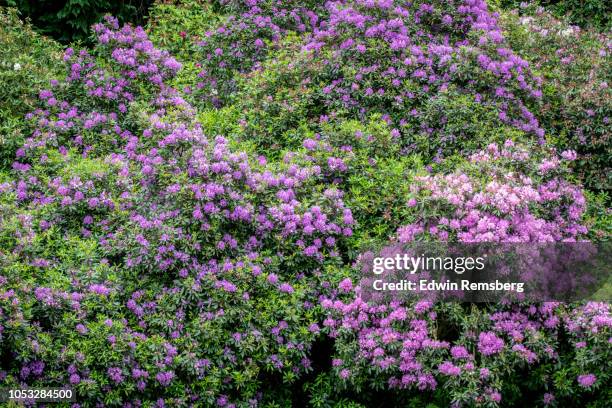 purple rhododendron - stockton on tees stock-fotos und bilder