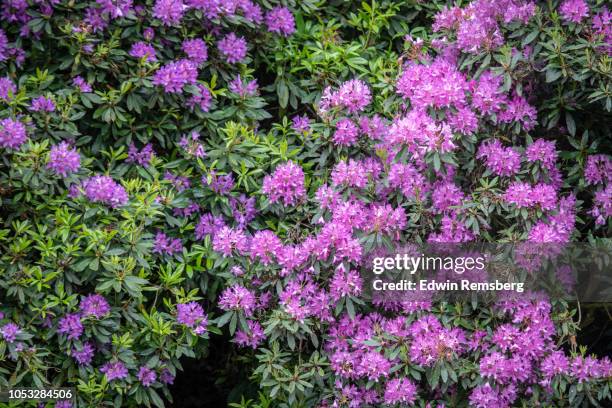 rhododendron - rhododendron stock-fotos und bilder