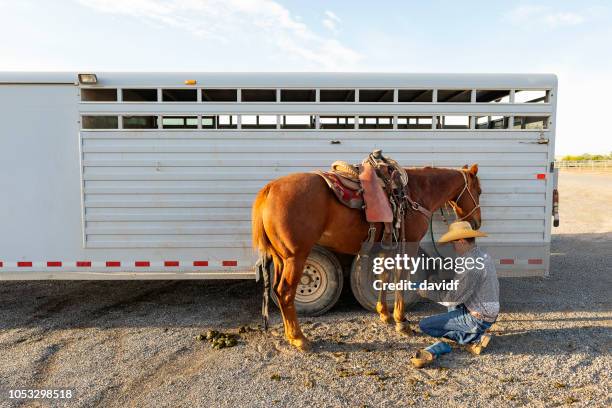 cowboy paarden voorbereiden op een rodeo - paardenwagen stockfoto's en -beelden
