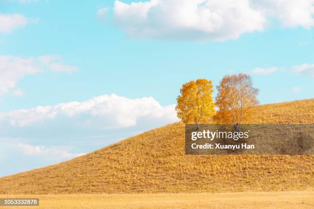 autumn tree growing in rural landscape - 2 dramatic landscape stock pictures, royalty-free photos & images