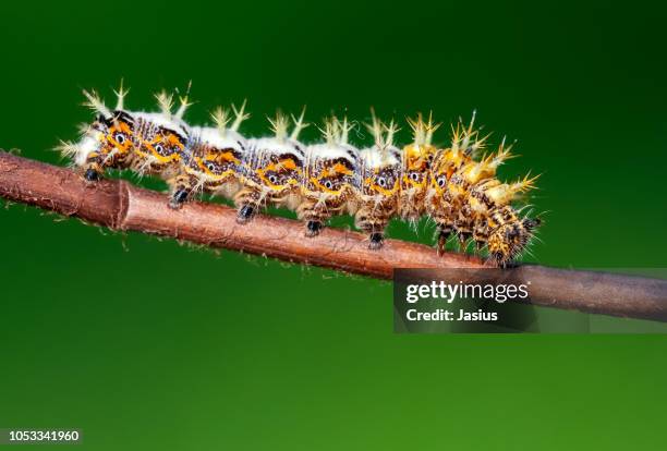 nymphalis c-album – comma butterfly caterpillar - comma butterfly stock pictures, royalty-free photos & images