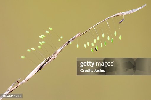 Perla Insect Chrysopa Perla Green Lacewing Eggs With Parasitic Wasp High-Res Stock ...
