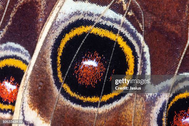 morpho peleides – peleides blue morpho butterfly - butterflys closeup stock pictures, royalty-free photos & images