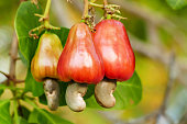 Cashew nut fruits