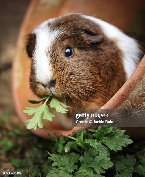 bella in the flowerpot - cochon d'inde photos et images de collection