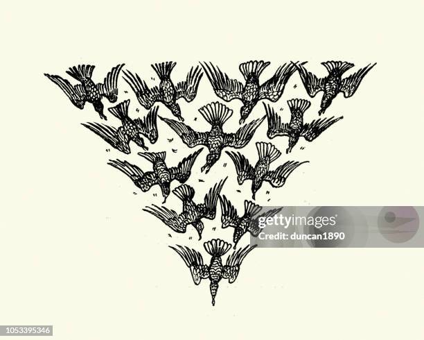 murder of crows design element, 19th century - graphic print stock illustrations