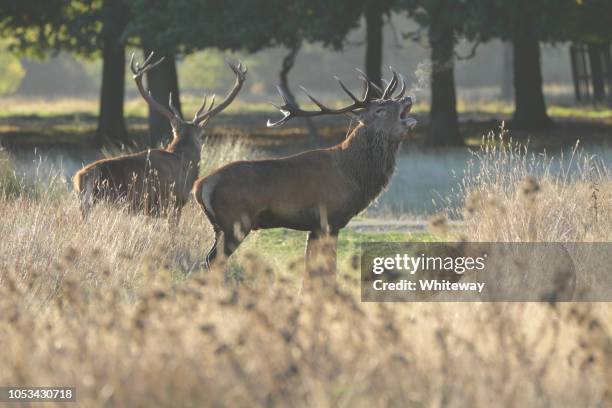 zwei rote rotwild hirsche im herbst brüllenden parallel zu fuß - brunst stock-fotos und bilder