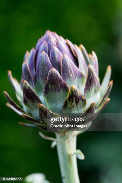 close up of globe artichokes growing in a restaurant garden. - artichoke stock pictures, royalty-free photos & images