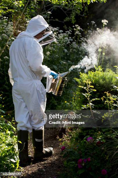 beekeper wearing protective suit at work, using smoker to calm bees. - apicoltura foto e immagini stock